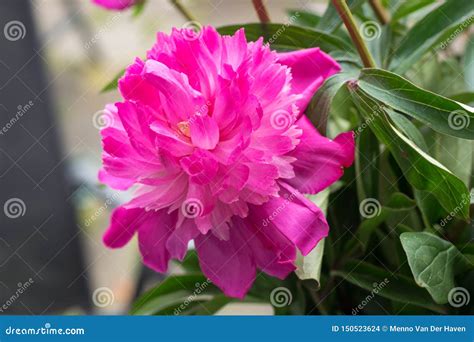 Large Dark Rose To Pink Colored Fragrant Peony Paeony Flower In A