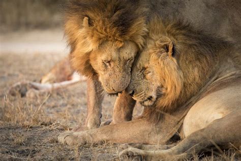 Two Male Lions With Big Manes Greetings Each Other In Masai Mara Kenya