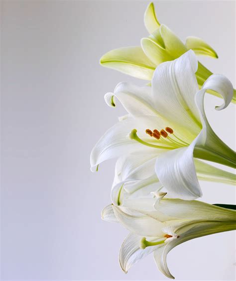 Easter Lily Care And Meaning Everything You Need To Know Southern Living