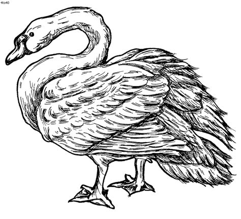 Swan Coloring Page Kids Portal For Parents