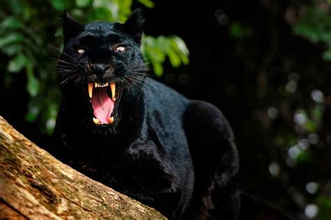 Black Panther Seen Prowling Rolleston Street Derbyshire Live