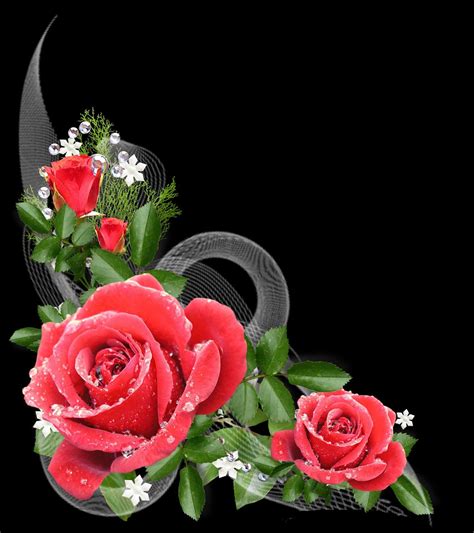 Red Rose Flower Background 42 Pictures