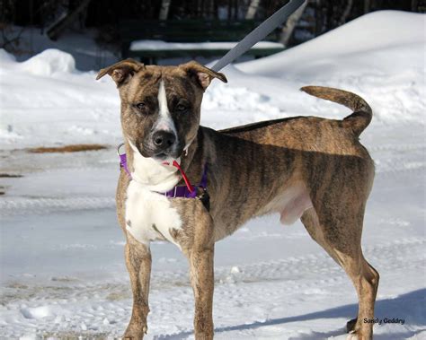 Boxador dog for Adoption in Paris, ME. ADN-607096 on PuppyFinder.com