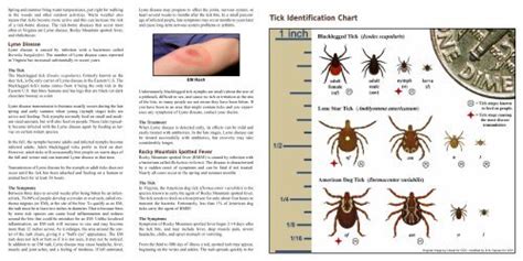 Michigan Tick Identification Chart