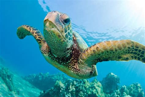 10 Fascinating Facts About Loggerhead Sea Turtles Visit Tybee Island