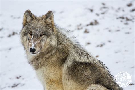 Winter Wolves And Wildlife Of Yellowstone Trip Report Jackson Hole