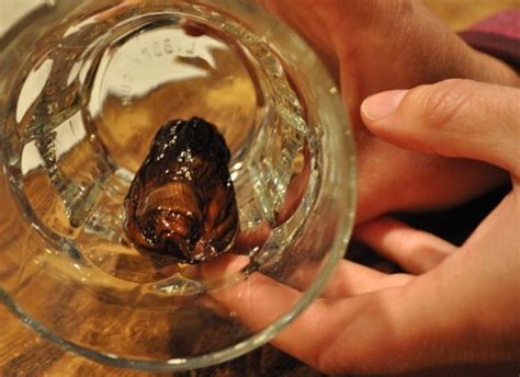 Of The Most Bizarre Alcoholic Drinks In The World Huffpost Free