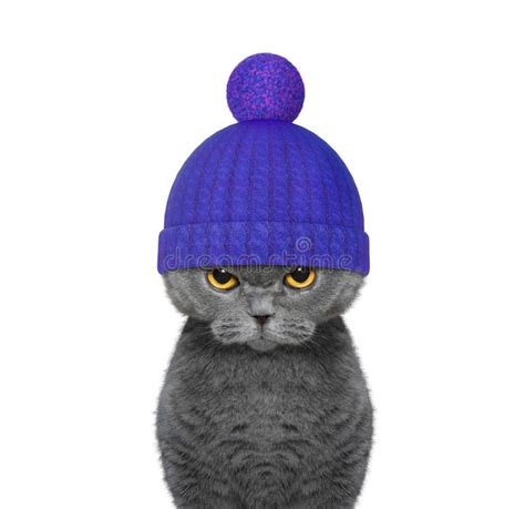 8724 Cat Winter Hat Stock Photos Free And Royalty Free Stock Photos