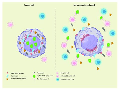 Schematic Representation Of Immunogenic Cell Death Icd Cancer Cells