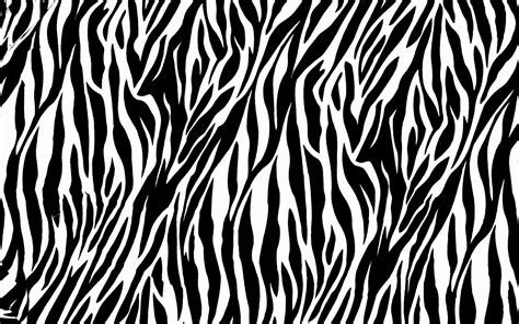 Zebra Wallpapers Top Free Zebra Backgrounds Wallpaperaccess