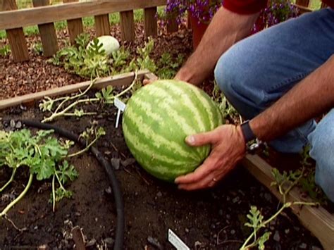 How To Grow Watermelon How Tos Diy