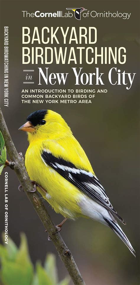 Buy Backyard Birdwatching In New York City An Introduction To Birding