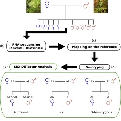 Distribution Of The Sex Linked And Sex Biased Genes Onto The C Sativa