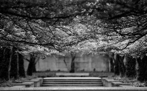 Wallpaper Trees Branch Cherry Blossom Tree Flower Black And