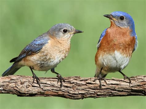 Female Eastern Bluebirds Male Vs Female Identification Birdfact