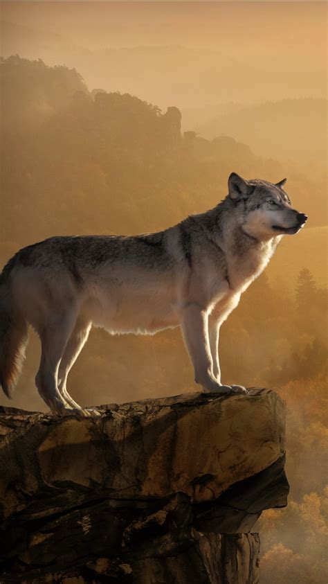Animal Wolf Is Standing Edge Of The Mountain 4k Hd Animals Wallpapers