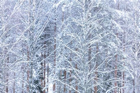 The Forest Has Covered With Heavy Snow In Winter Season At Lapland