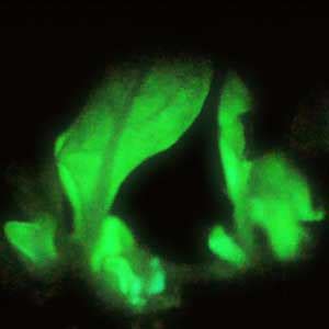 Magic of Glowing Plants - World Mysteries Blog