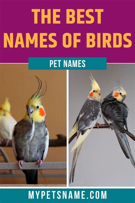 The Best Names Of Birds For Pet Names