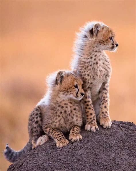Cute Cheetah Cubs Learn Early To Seek High Ground From Which To Survey