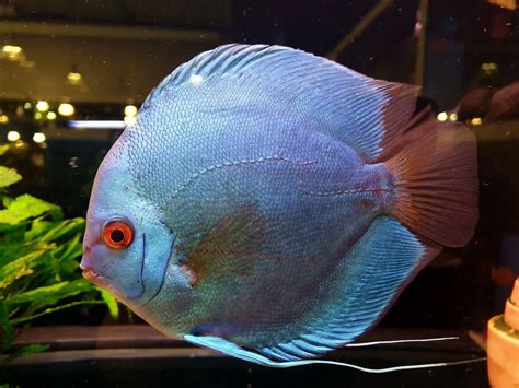 Discus Fisch Foto And Bild Natur Tiere Aquarium Bilder Auf Fotocommunity