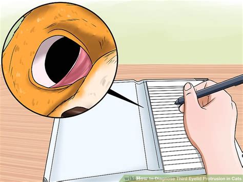 Rare in cats cause (a) injury (b). How to Diagnose Third Eyelid Protrusion (Cherry Eye) in Cats