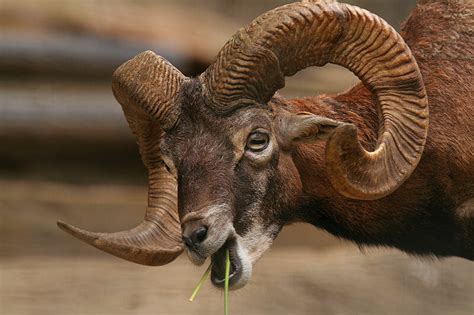 Sometimes known as the south african oryx, the gemsbok (oryx gazella) is a type of antelope and joins our list as one of the many african horned animals. The 10 Best Horns In The Animal World: The Definitive List ...