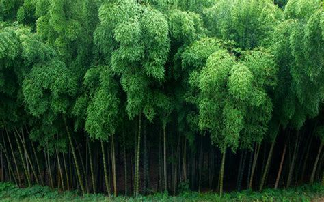 Bamboo Full Hd Wallpaper And Background Image 2560x1600 Id326595