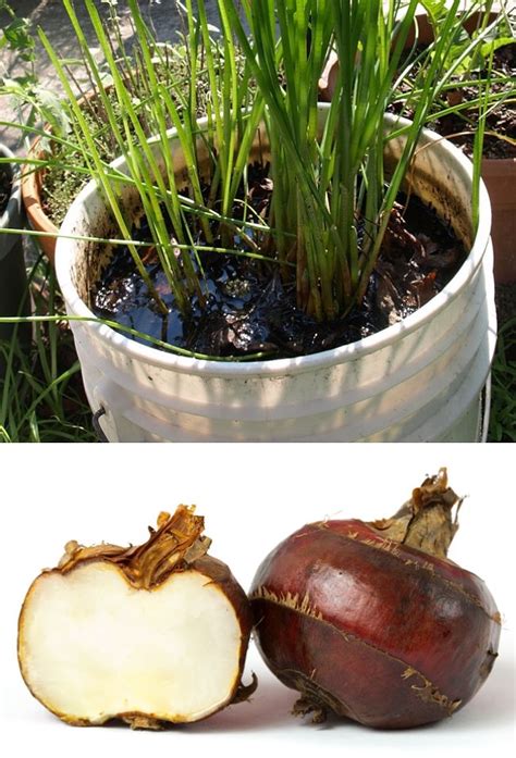If you're in hawaii and the water's as warm as bath water, a baby older than 2 months can certainly get wet for a few minutes. Planting and Growing Guide for Water Chestnut (Eleocharis ...