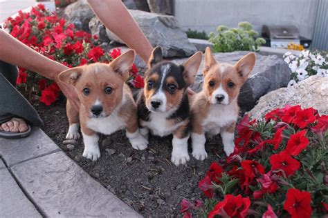 Pomsky, corgi, and border collie puppies make great pets. Corgi Puppies | Rustic Barn Kennels