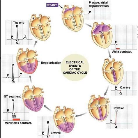 Field Guide To Paramagic Nurse Cardiac Nursing Cardiac Cycle