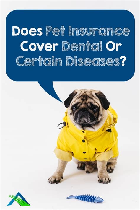 Protect your pets teeth with pet dental insurance. Does Pet Insurance Cover Dental Or Certain Diseases ...