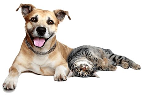 Dog-cat relationship Pet sitting Dog-cat relationship Veterinarian - dogs and cats png download ...