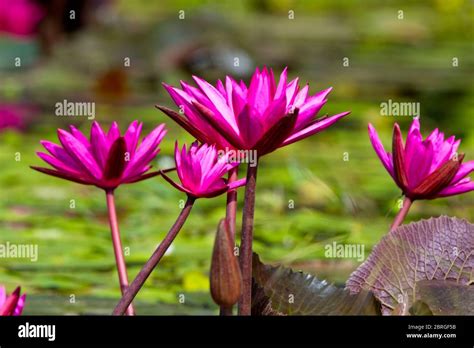 Blue Lotus Or Red Water Lily Nymphaea Nouchali Is The National