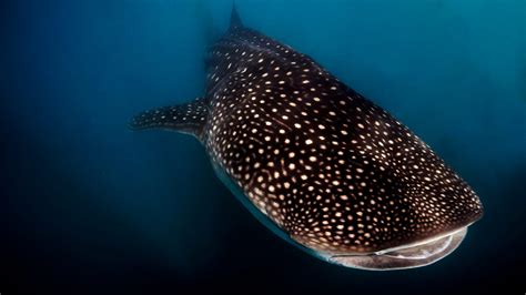 Top 18 Best Places For Diving And Swimming With Whale Sharks