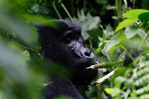 Top Gorilla Trekking Locations In East Africa East African Gorilla