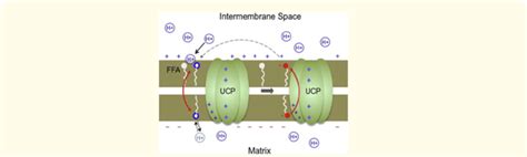 Model For Flippase Activity Of Ucps During H Transport First