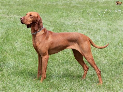 Hungarian Vizsla Dog Breed Information Images Characteristics Health