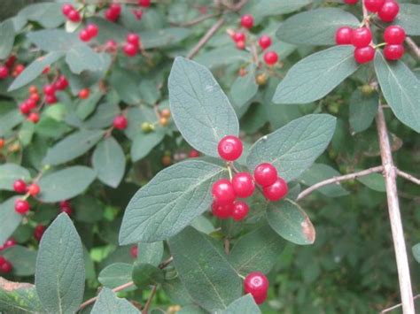 Help Me Id These Three Red Berry Bushes Fruiting Now Berries Forum At