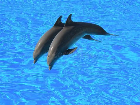 Collection Of Beautiful Dolphins Photos Illustrations Dreamstime Id