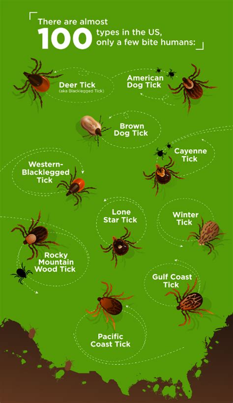 How Many Different Types Of Ticks Are There Pointe Pest Control