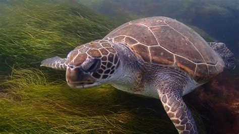 Snorkeling With Sea Turtles In La Jolla California Youtube