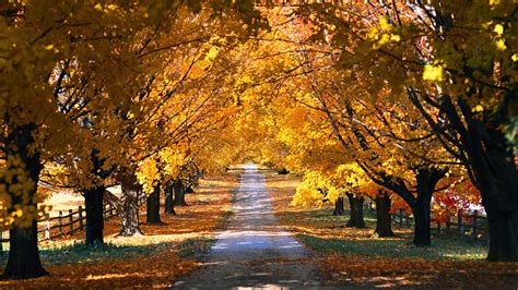 Herfst Achtergrond Met Bomen Mooie Leuke Achtergronden Voor Je