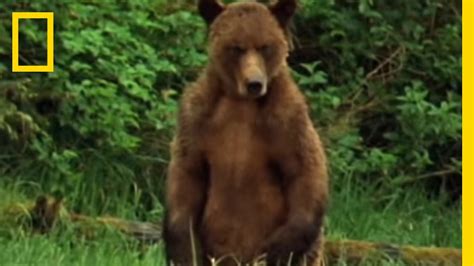 Alaska Brown Bear Trapped National Geographic Youtube