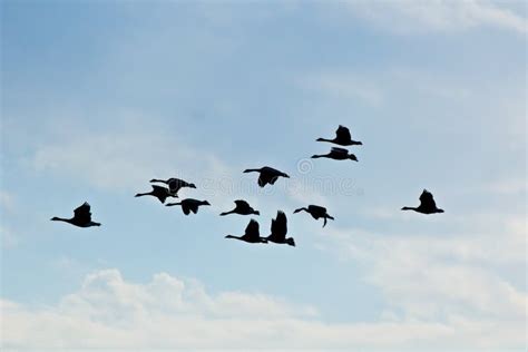 Flying Geese Silhouettes In Blue Sky Stock Photo Image Of White