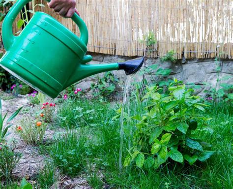 Pouring Watering Can Plant Water Stock Photos Download 1491 Royalty