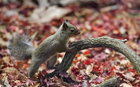 Animals Squirrel Autumn Leaves Animal Hd Wallpaper Pxfuel