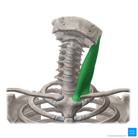 Sternocleidomastoid Muscle Anatomy And Functions Kenhub Porn Sex Picture