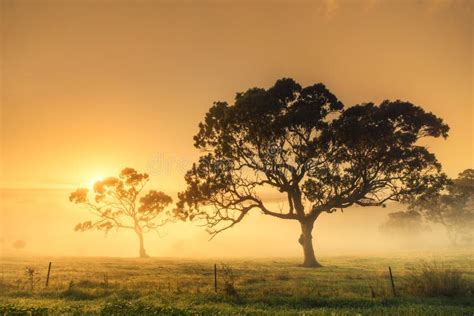 Rural Sunrise Stock Image Image Of Sunrise Trees Mist 70863057