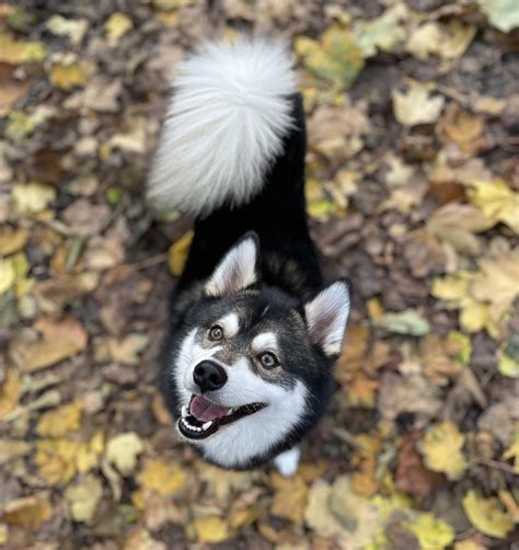 Autumn Rpomsky